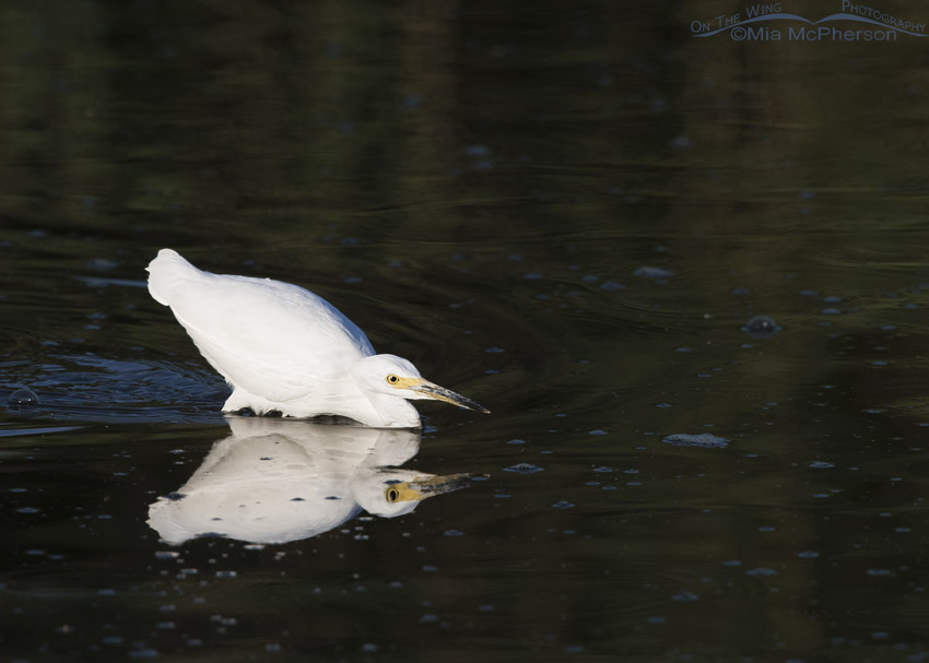 Snowy Egret about to strike prey at Bear River National Wildlife Refuge, Box Elder County, Utah