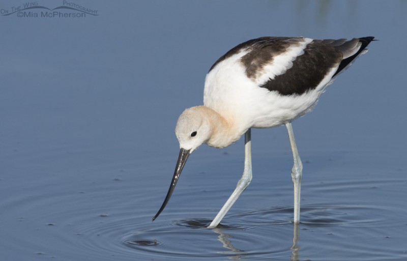 Female American Avocet in nonbreeding plumage – On The Wing Photography