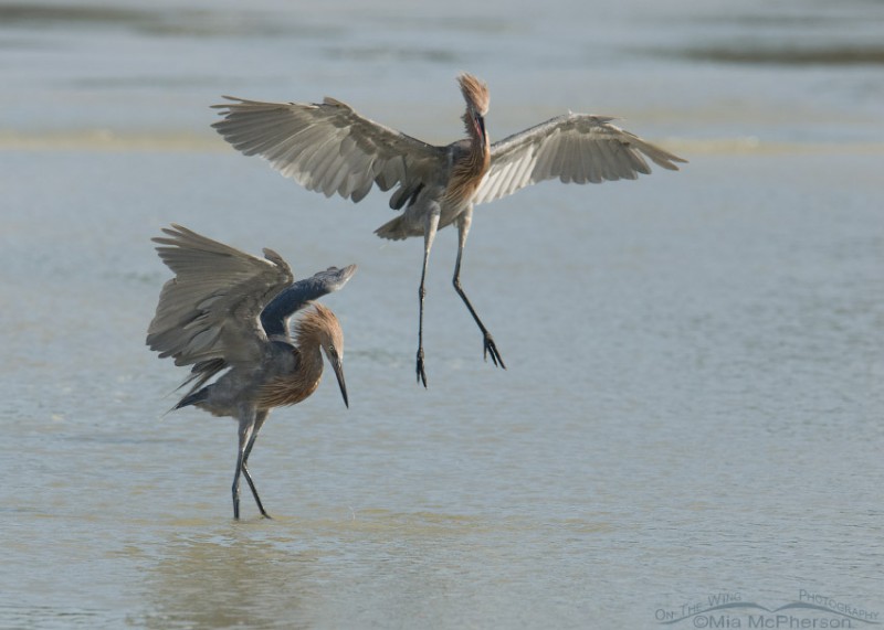 Reddish Egrets – On The Wing Photography