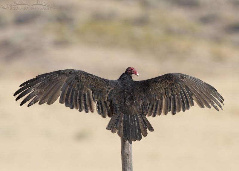 Turkey Vulture thermoregulating on a fence post – On The Wing Photography