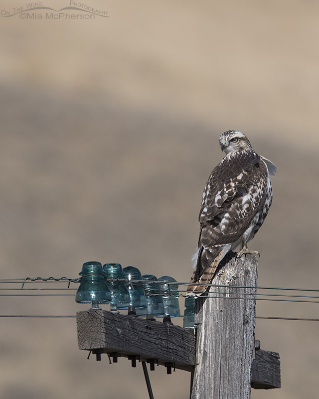 Red-tailed Hawk perched on an old telegraph pole