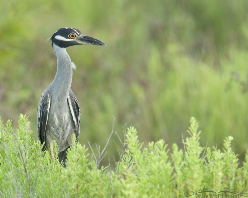 Yellow-crowned Night Heron Images - Mia McPherson's On The Wing Photography