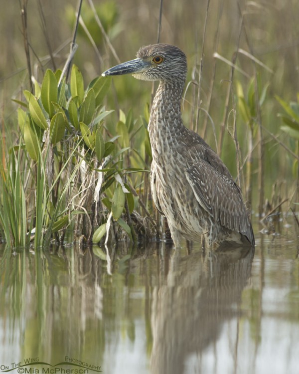 Juvenile Yellow-crowned Night Heron at the edge of a spartina marsh ...