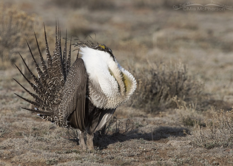 One Frigid Morning On A Greater Sage-Grouse Lek - Mia McPherson's On ...