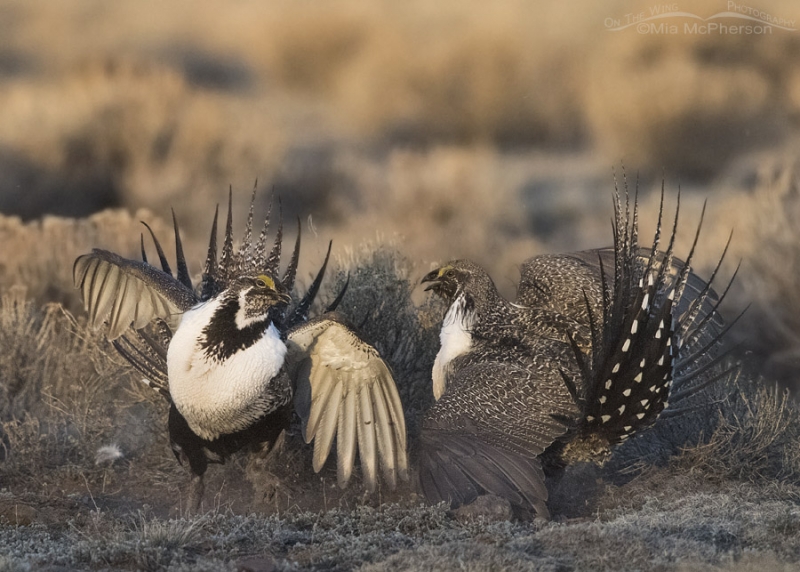 Battling Male Greater Sage-Grouse – Mia McPherson's On The Wing Photography