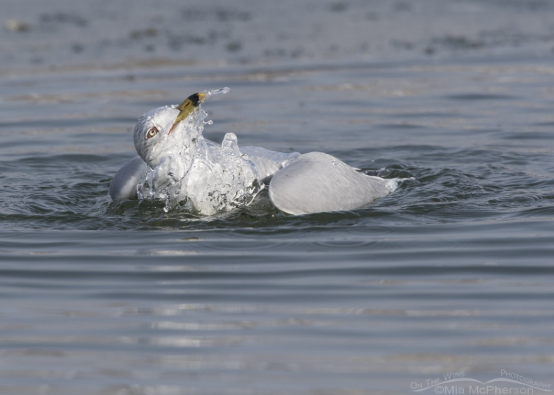 Ring Billed Gull Bathing In Winter Mia Mcpherson S On The Wing