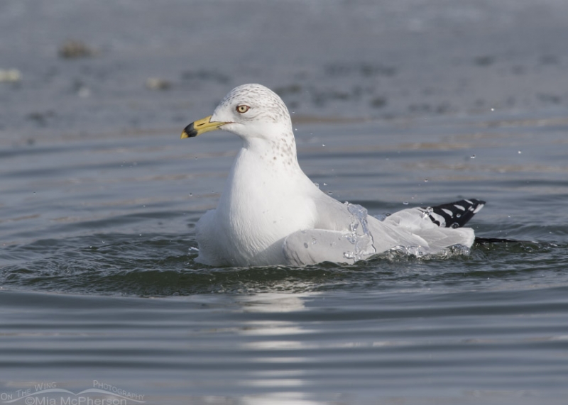 Ring Billed Gull Bathing On New Years Day Mia Mcpherson S On The