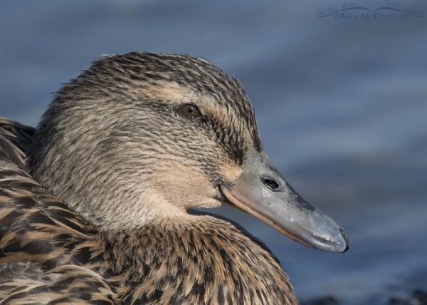 Duck and Geese Hybrids and Domestic Waterfowl Images - Mia McPherson's ...