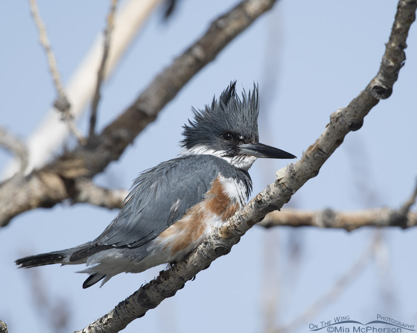 Female Belted Kingfisher Looking For And Catching Prey - Mia McPherson's On  The Wing Photography