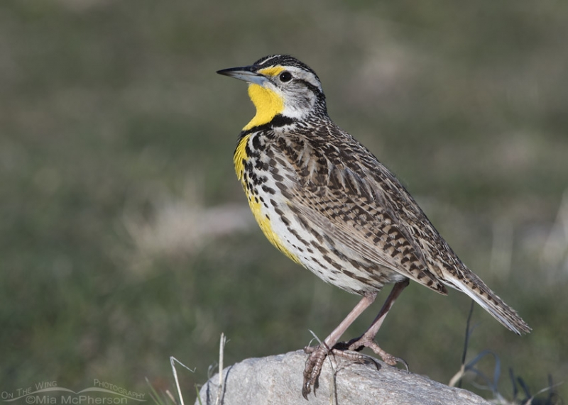 Western Meadowlark close up – Mia McPherson's On The Wing Photography