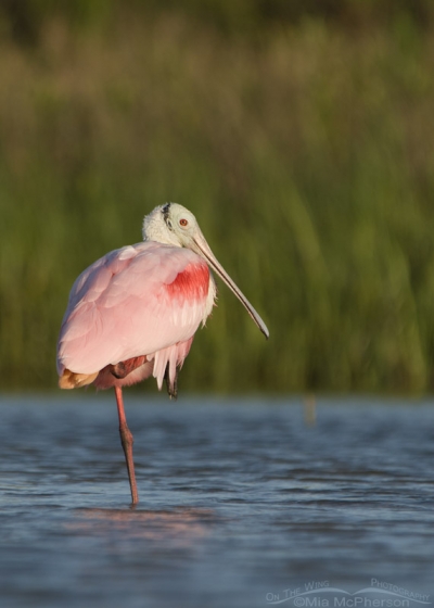 Roseate Spoonbill resting in the north beach lagoon – Mia McPherson's ...