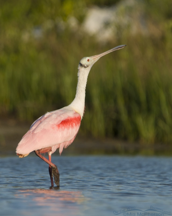 Stretching Roseate Spoonbill – On The Wing Photography