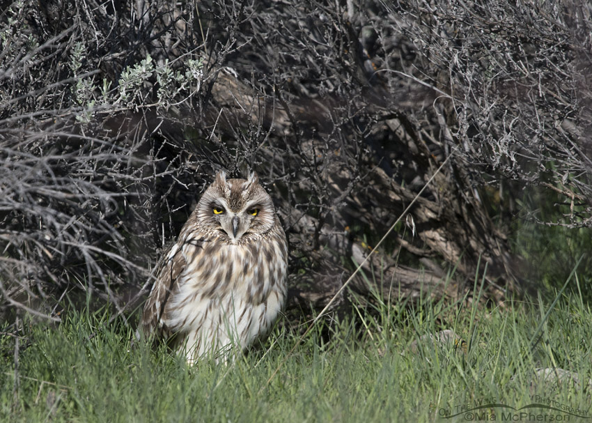 Sleepy Short-eared Owl male