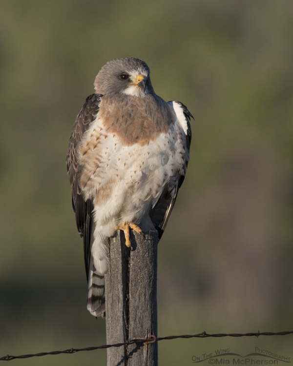 Male light morph Swainson’s Hawk in morning light – On The Wing Photography