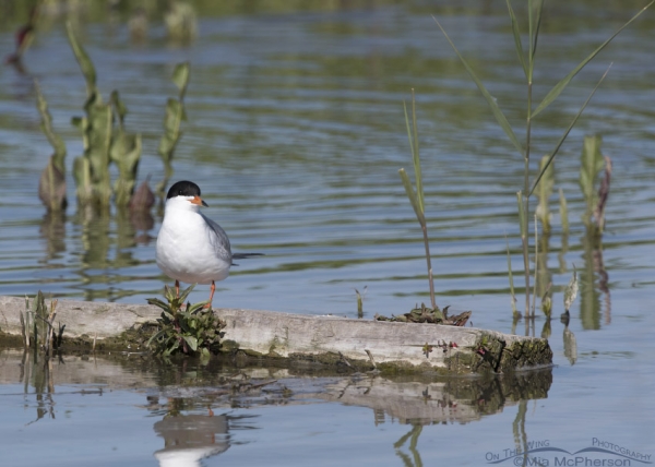 Forsters Tern Resting At Bear River Migratory Bird Refuge Mia Mcphersons On The Wing Photography 8269