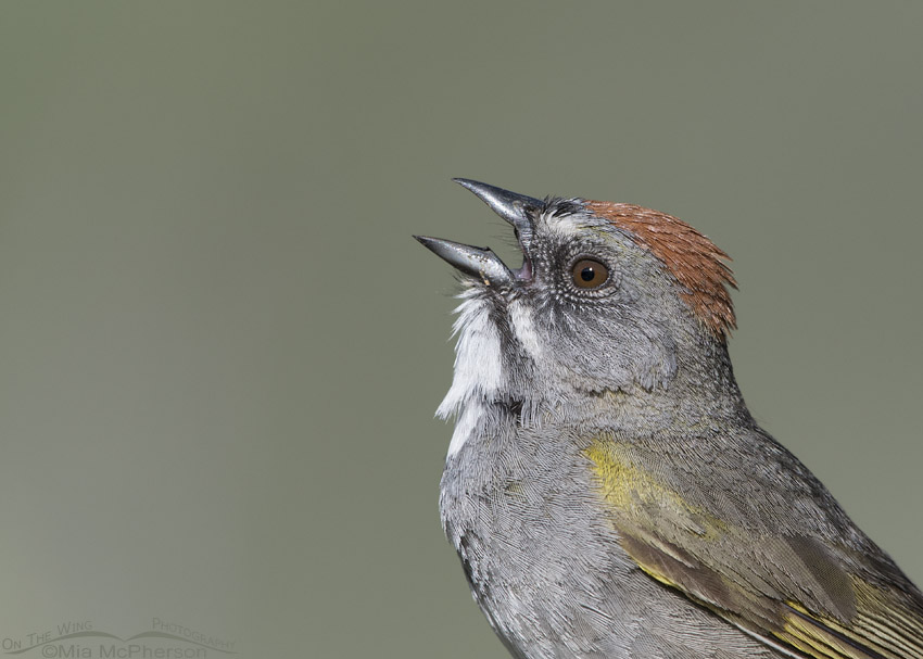 Singing Green-tailed Towhee portrait – Mia McPherson's On The Wing ...