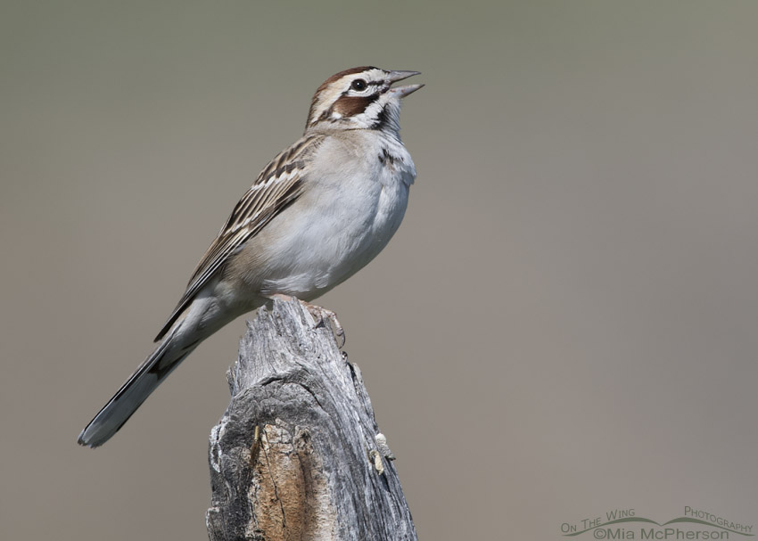 Adult Lark Sparrow singing on a wooden fence post