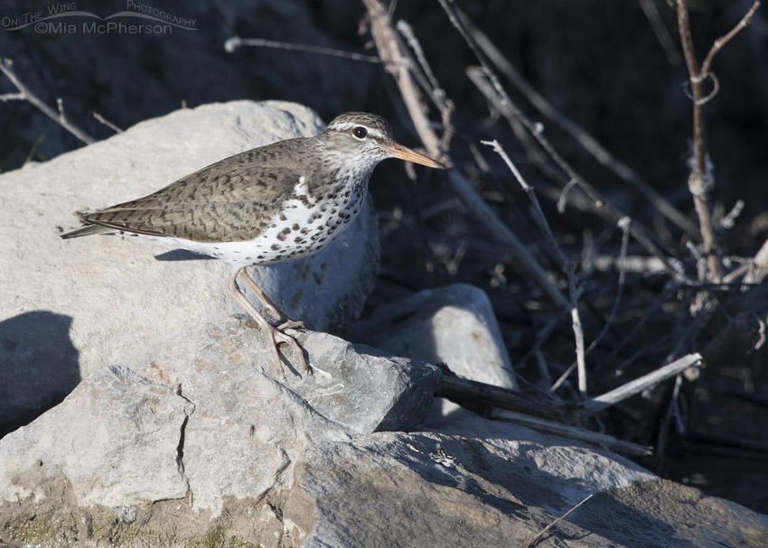 Spotted Sandpiper next to the Bear River