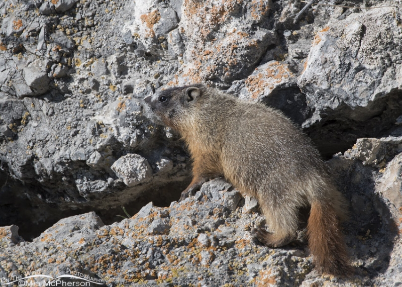 Yellow-bellied Marmot With Pups - Mia McPherson's On The Wing Photography