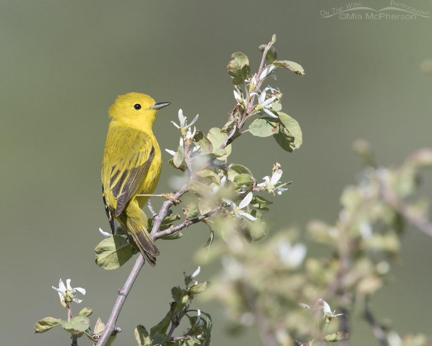 Yellow Warbler in the Wasatch Mountains