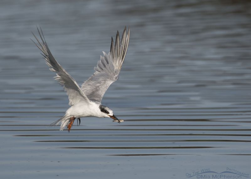 Juvenile And Adult Forsters Terns In Flight At Bear River Mbr Mia Mcphersons On The Wing 7856