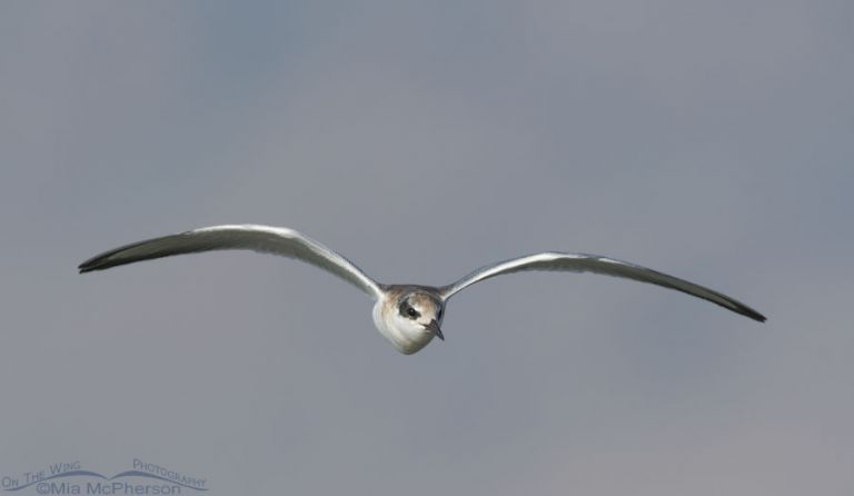 Juvenile And Adult Forsters Terns In Flight At Bear River Mbr Mia Mcphersons On The Wing 6630