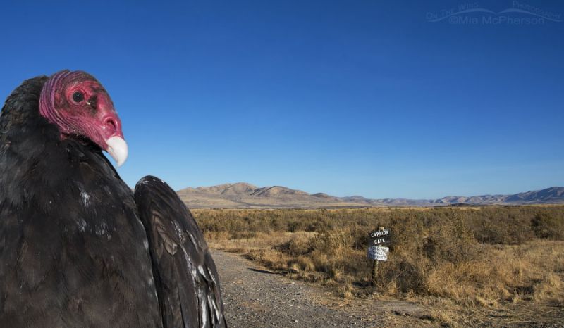 Turkey Vulture At The Carrion Cafe – On The Wing Photography