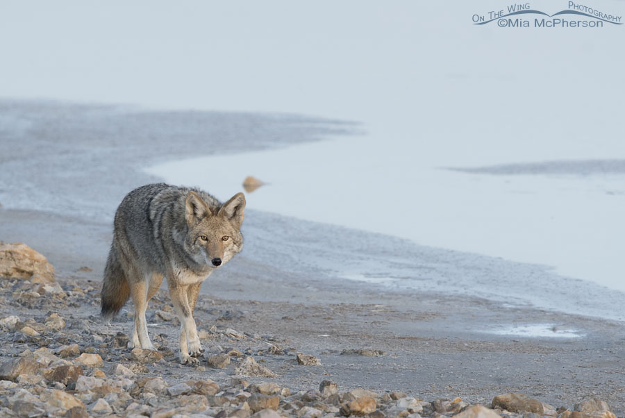 Coyote in the morning sun… – Pic for Today
