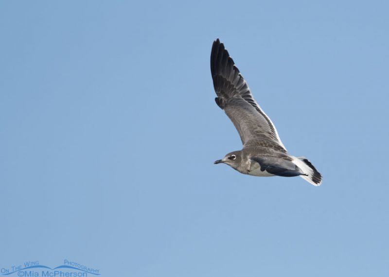 Juvenile Franklin’s Gull on the wing – Mia McPherson's On The Wing ...