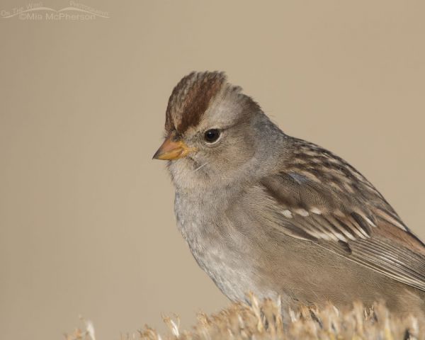 Juvenile White-crowned Sparrow Portrait – Mia McPherson's On The Wing ...