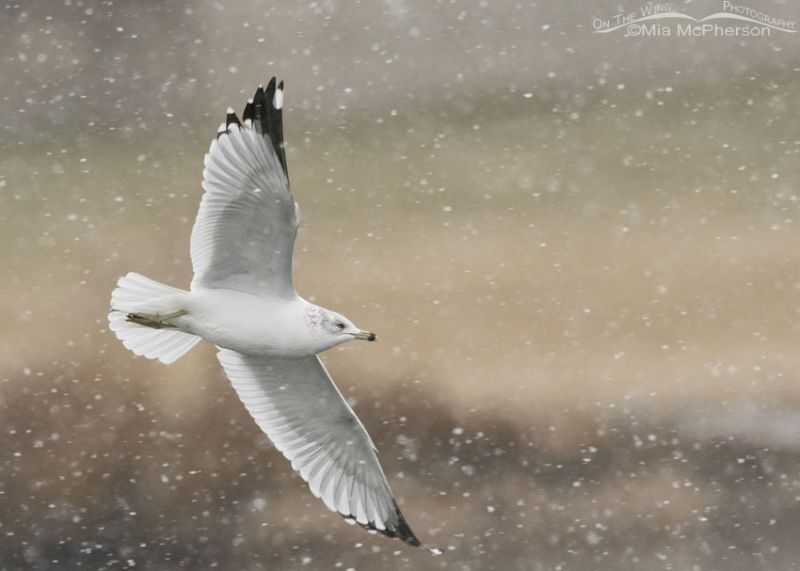 Adult Ring Billed Gull Flying In A Snow Storm Mia Mcpherson S On The