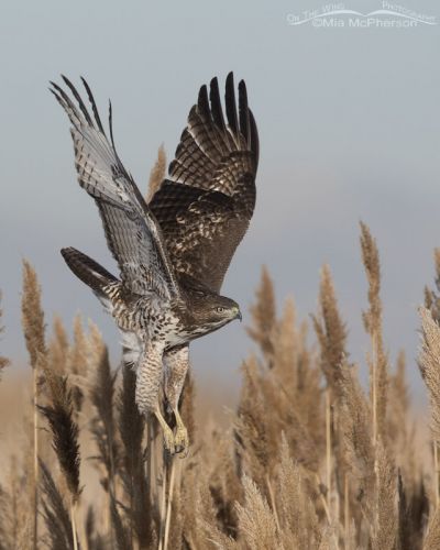 Immature Red-tailed Hawk Lift Off and Flight at Farmington Bay - On The ...