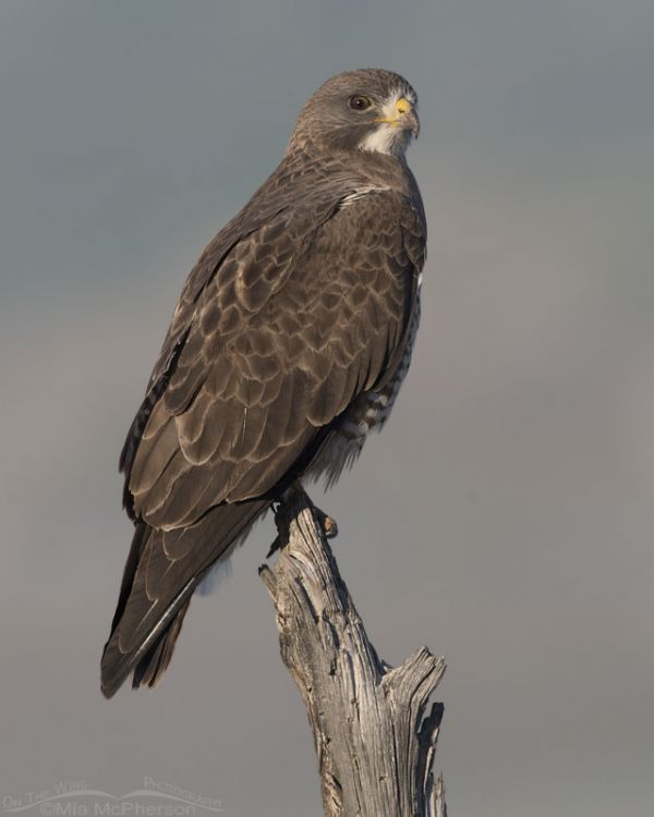 Swainson's Hawk Images - Mia McPherson's On The Wing Photography