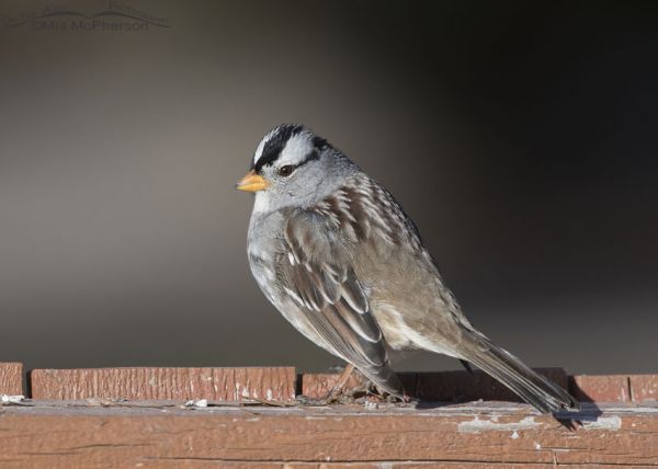 White Crowned Sparrows With And Without The Hand Of Humans - Mia 