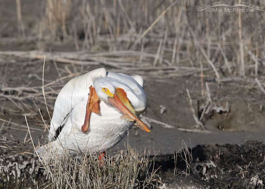 American White Pelican scratching its head, Bear River Migratory Bird Refuge, Box Elder County, Utah