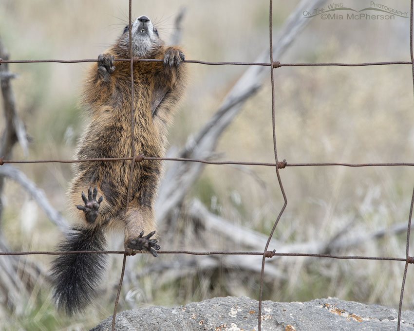 Yellow-bellied Marmot pup grasping a fence