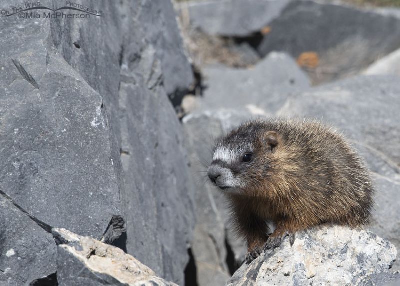 Yellow-bellied Marmot Pup Sitting On Top Of A Boulder – Mia McPherson's ...