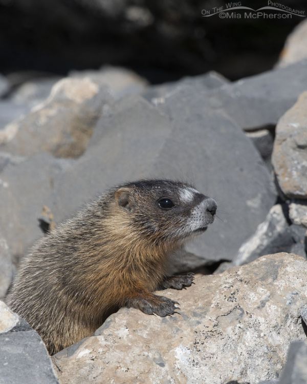 Yellow-bellied Marmot Pup Up Close – Mia McPherson's On The Wing ...