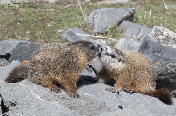 Sibling Yellow-bellied Marmot Pups – Mia McPherson's On The Wing ...