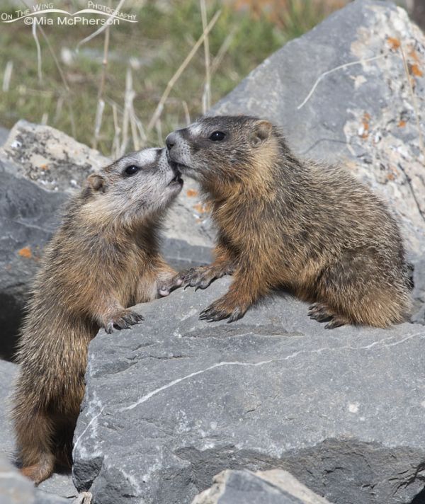 Yellow-bellied Marmot Pups Rubbing Noses – Mia McPherson's On The Wing ...