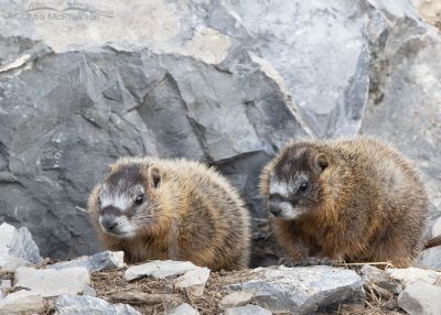 Yellow-bellied Marmot Pup Siblings Near Their Burrow – Mia McPherson's ...