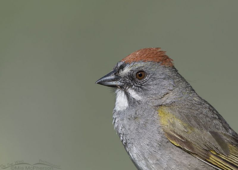 I'm Looking Forward to Photographing Green-tailed Towhees - Mia ...