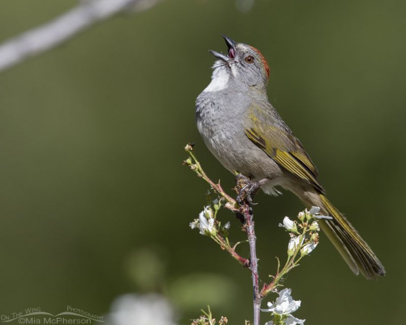 Male Green-tailed Towhee singing on a May morning – Mia McPherson's On ...