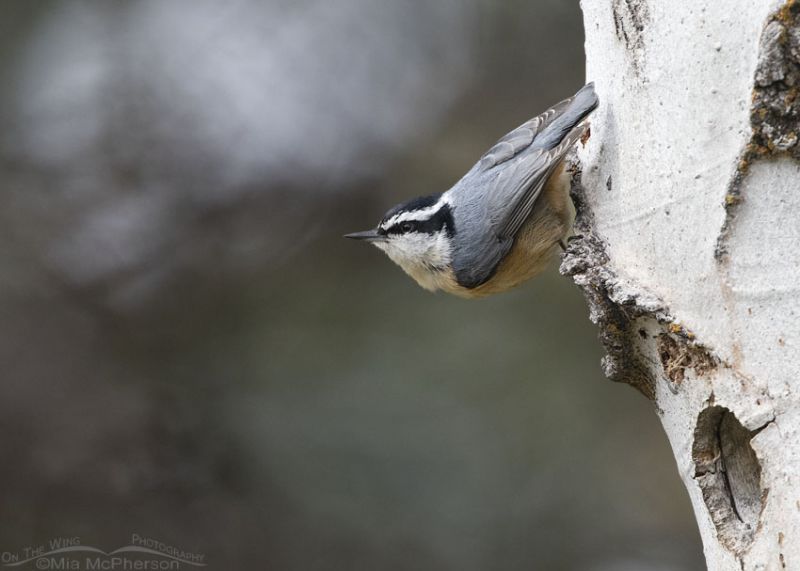 Red-breasted Nuthatches and Their Nesting Cavities - Mia McPherson's On ...