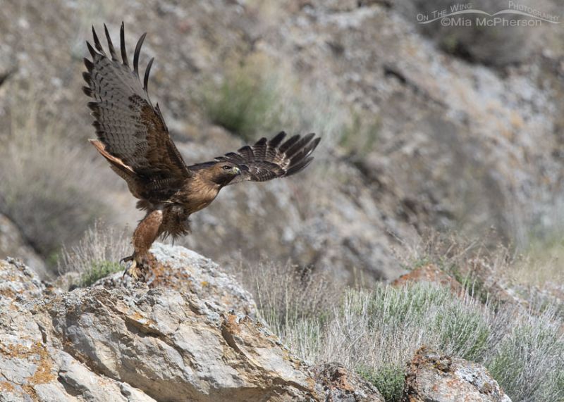 Big Red-tailed Hawk lifting off – On The Wing Photography