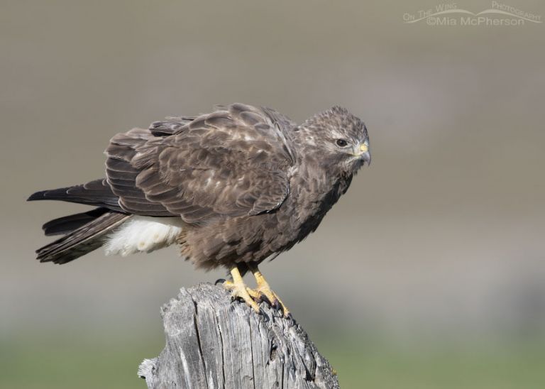 Sub-adult Dark Morph Swainson's Hawk Photos - Mia McPherson's On The ...