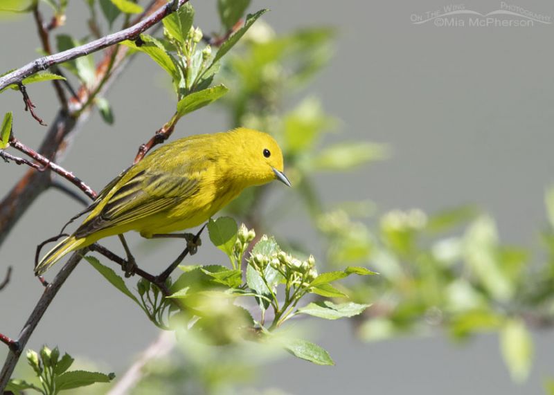 Yellow Warbler with tilted head – Mia McPherson's On The Wing Photography