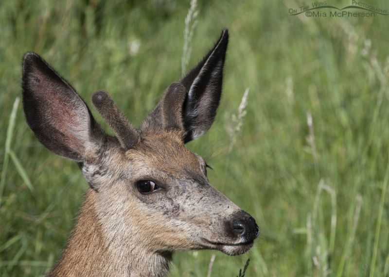 Young Mule Deer buck in the willows – Mia McPherson's On The Wing ...