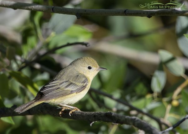 Female Yellow Warbler in a thicket – On The Wing Photography