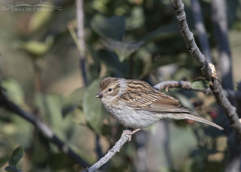 Juvenile Chipping Sparrow with berry juice on its bill – Mia McPherson ...